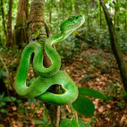 Sumatran pit viper in Indonesia.