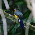 Sumatran trogon in Indonesia