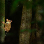 Spectral tarsier in Indonesia.