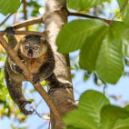 Sulawesi bear cuscus in Indonesia.