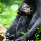 Sulawesi macaque in Indonesia.
