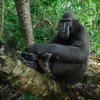 Sulawesi macaque in Indonesia.