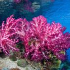 Coral reef in Raja Ampat, Indonesia