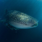 Whale shark in Triton Bay, Indonesia