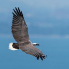 White-bellied sea eagle in Indonesia