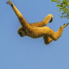 Lar gibbon in Indonesia