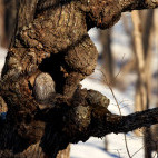 Blakiston's fish owl in Japan.