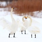 Whooper swans.
