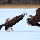 White-tailed eagles at Lake Furen.