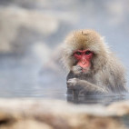 Japanese macaque in Japan.