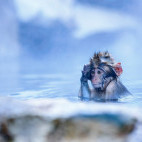 Japanese macaque in Japan.