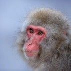 Japanese macaque in Japan.