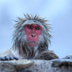 Japanese macaque in Japan.