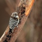 Japanese pygmy woodpecker.