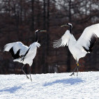Red-crowned crane in Japan.