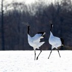 Red-crowned cranes.