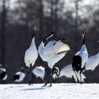 Red-crowned cranes displaying.