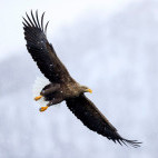 White-tailed eagle in Japan.