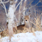 Sika deer in Japan.