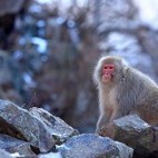 Snow monkey.