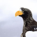 Steller's sea eagle in Japan.