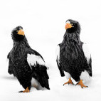 Steller's sea eagle in Japan.