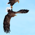 White-tailed eagles in Japan.