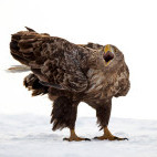 White-tailed eagle in Japan.