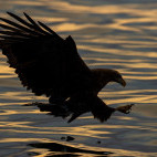 White-tailed sea eagle in Japan.