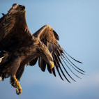 White-tailed eagle in Japan.