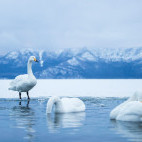 Whooper swan in Japan.