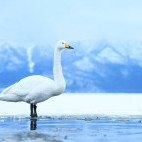 Whooper swan in Japan.