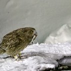 Blakiston's fish owl in Japan.