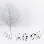 Red-crowned cranes in Japan
