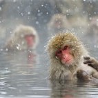 Japanese macaque.