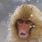 Japanese macaque.