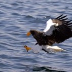 Steller's sea eagle in Japan.
