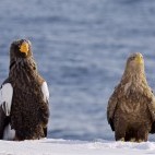 Steller's sea eagles in Japan.
