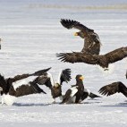 Steller's sea eagles in Japan.