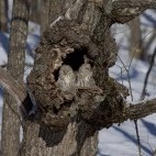 Ural owl in Hokkaido, Japan.