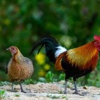 Junglefowl
