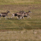 Argali in Mongolia