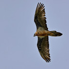 Bearded vulture in Mongolia