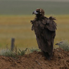 Cinereous vulture in Mongolia