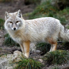 Corsac fox in Mongolia