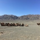 Camels in the Altai Khovd, Mongolia.