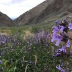 Dracocephalum sage in Khovd, Mongolia.