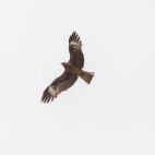 Black-eared kite in Mongolia