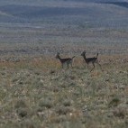 Black-tailed gazelle in Mongolia.