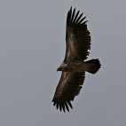 Himalayan griffon vulture in Mongolia